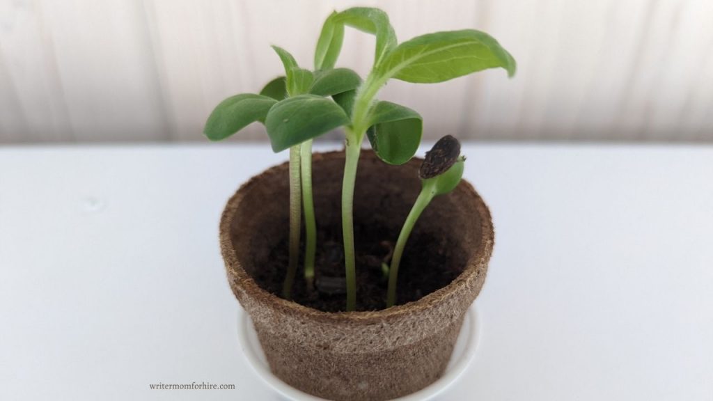 sunflower sprouts in a biodegradable pot with a light colored backdrop
